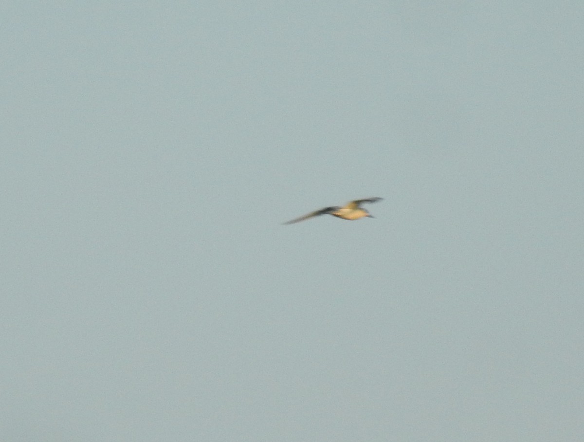 large tern sp. - ML520990101