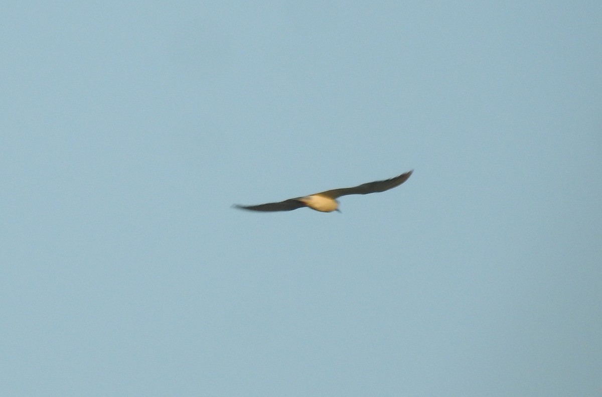 large tern sp. - ML520990111