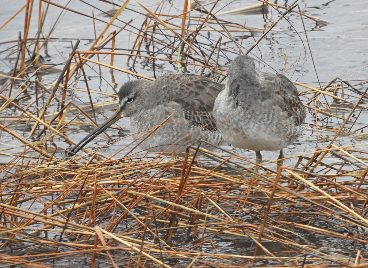 Long-billed Dowitcher - ML520990211