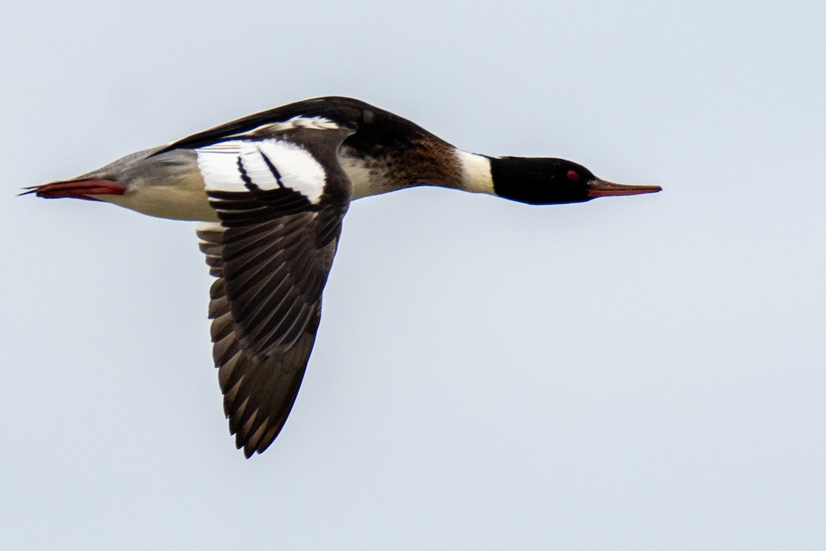 Red-breasted Merganser - ML520990431