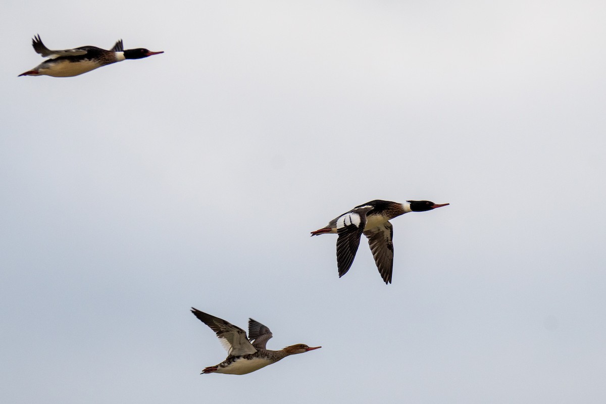 Red-breasted Merganser - ML520990441