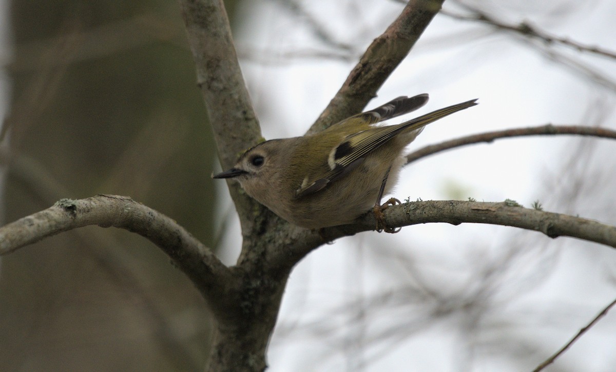 Goldcrest - ML520991131