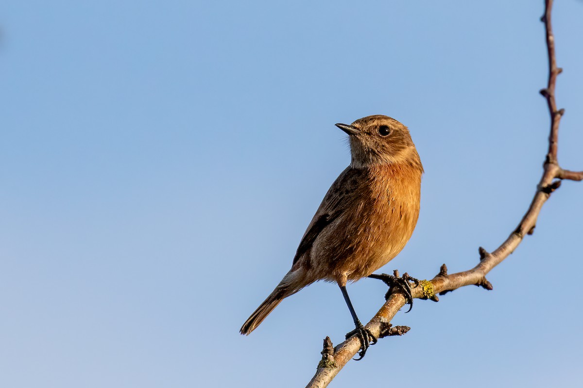 European Stonechat - Ian Sherriffs