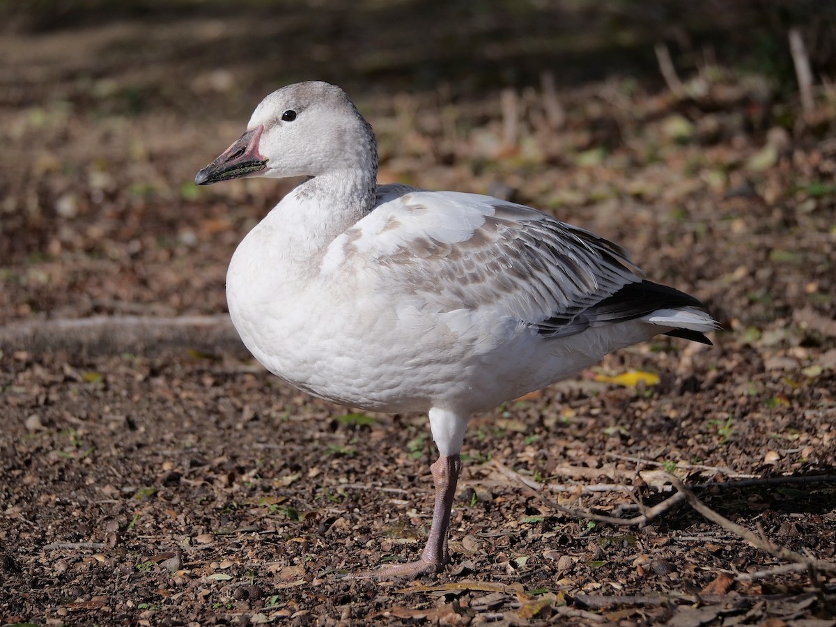 Snow Goose - ML520993761