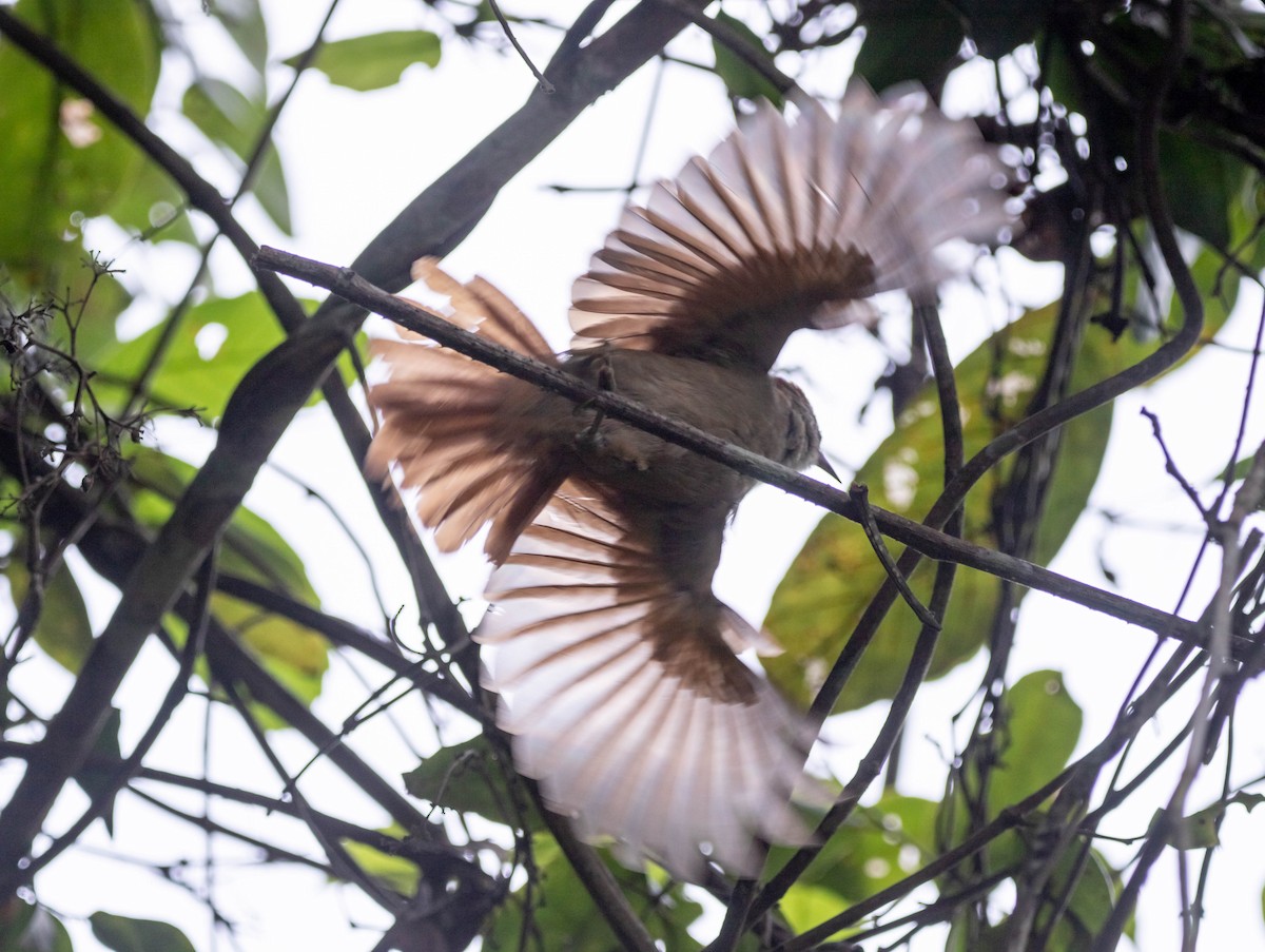 Rusty-backed Spinetail - ML520994641