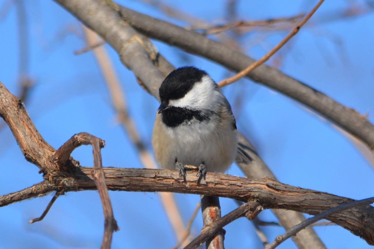 Black-capped Chickadee - Annick Béland