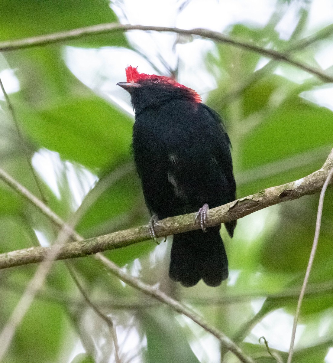 Helmeted Manakin - ML520995341