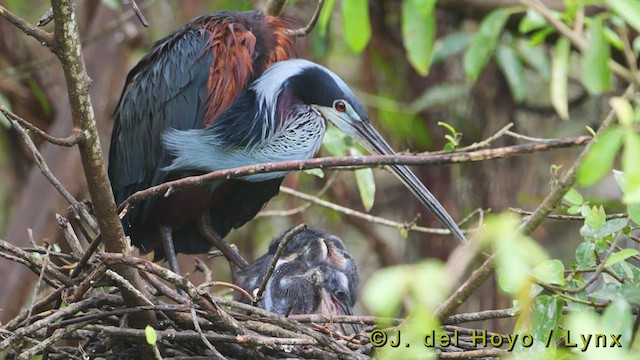 Garza Agamí - ML520996011