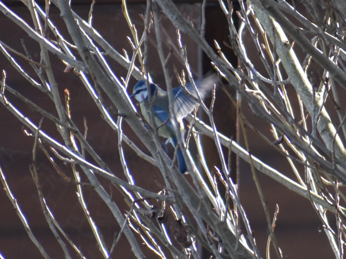 Eurasian Blue Tit - ML520999081