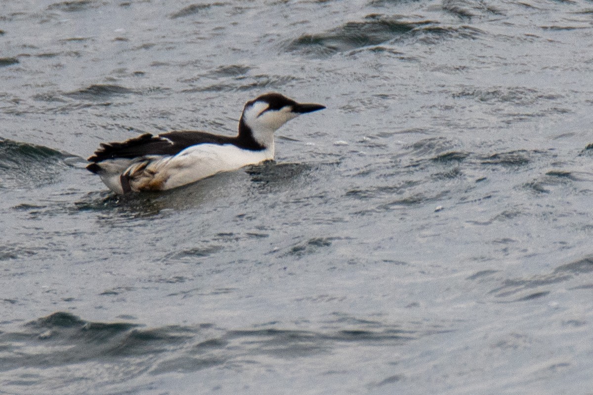 Common Murre - ML520999401