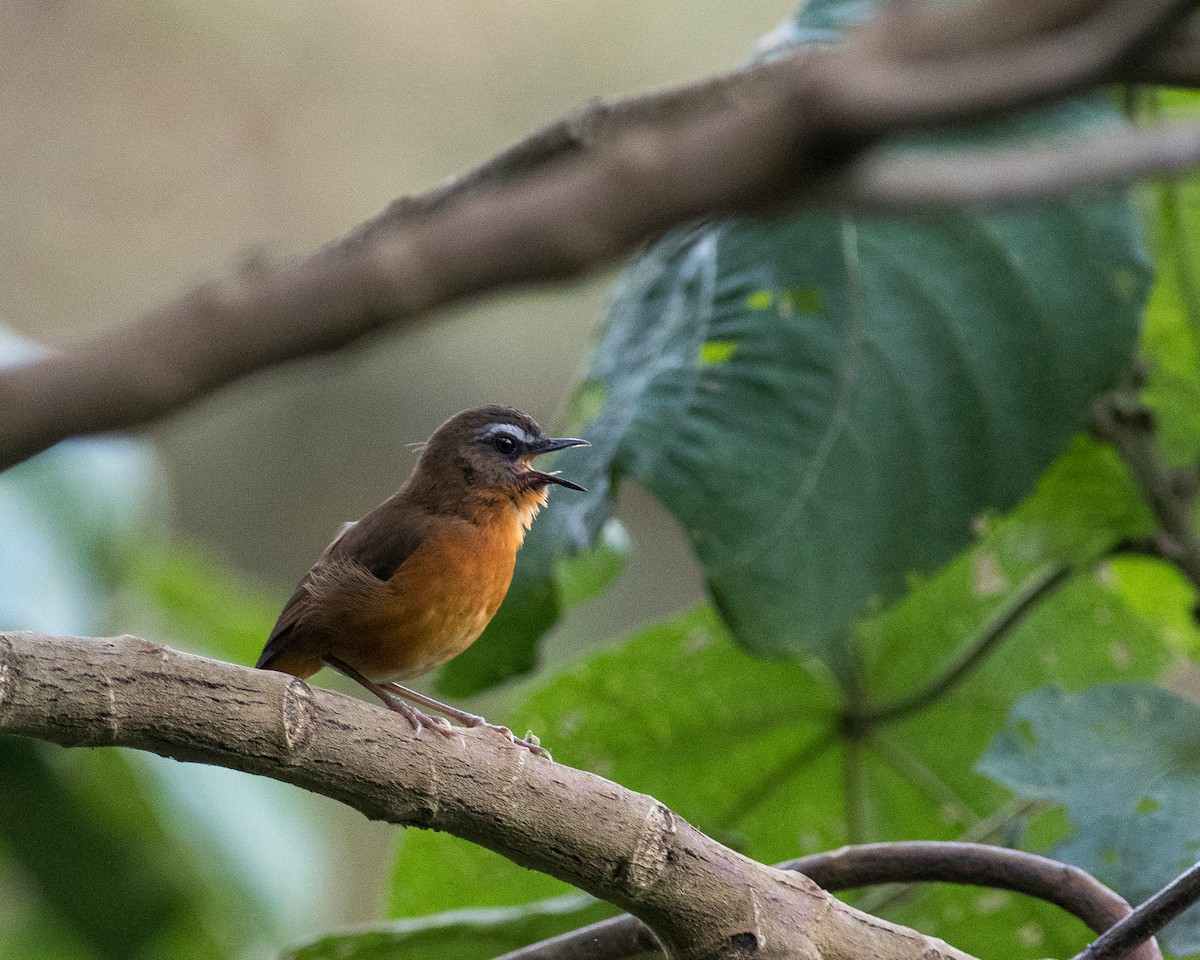 Archer's Robin-Chat - Rick Brown