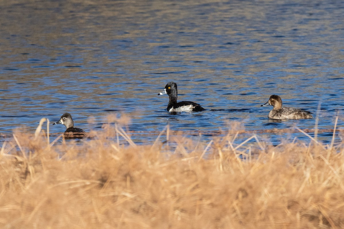 Ring-necked Duck - ML521001081