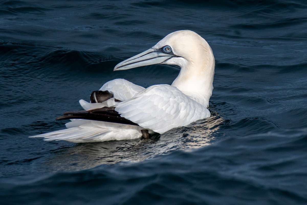 Northern Gannet - ML521002481