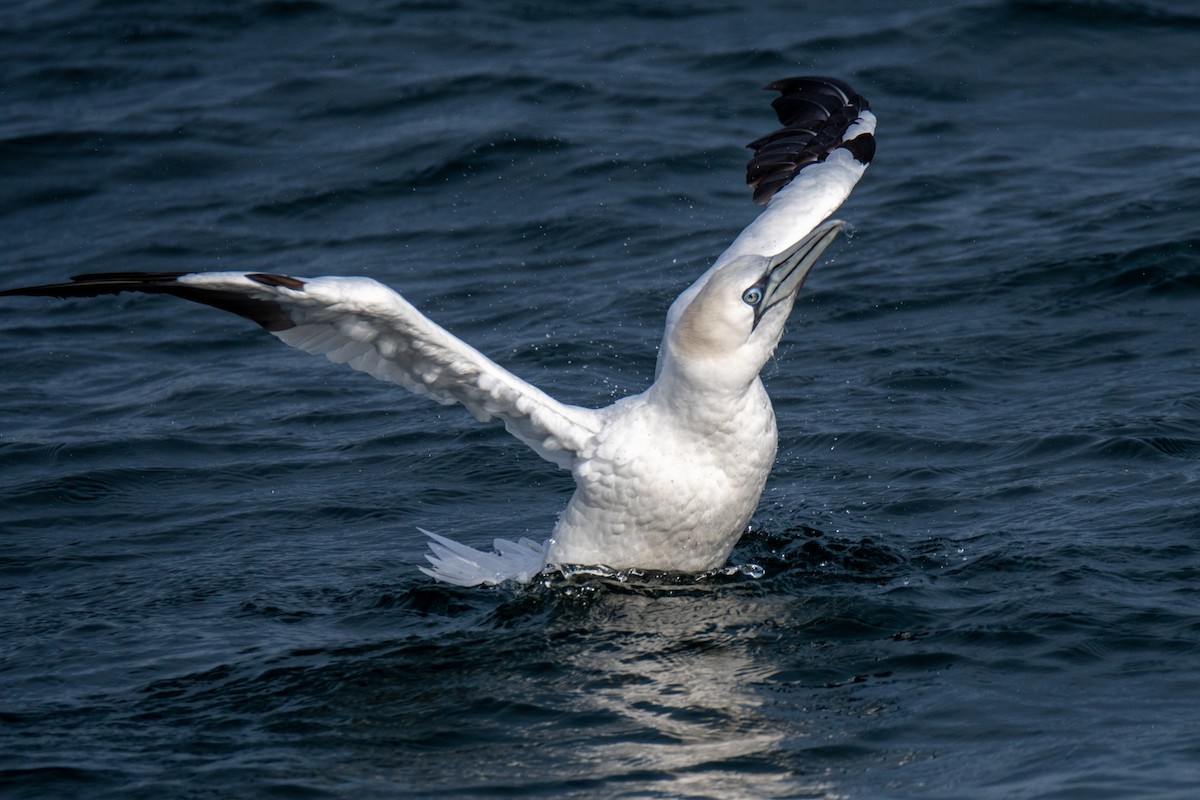 Northern Gannet - ML521002531