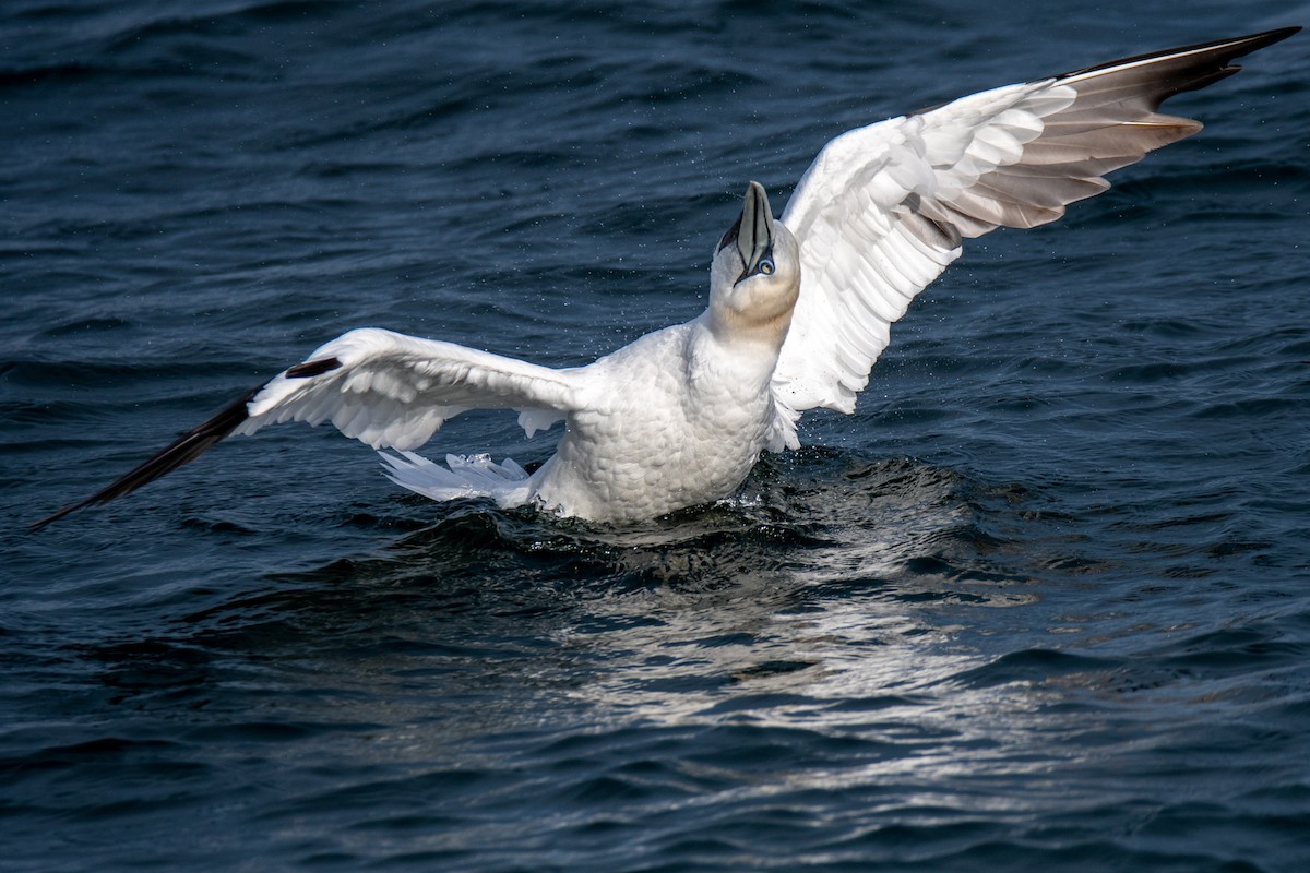 Northern Gannet - ML521002581