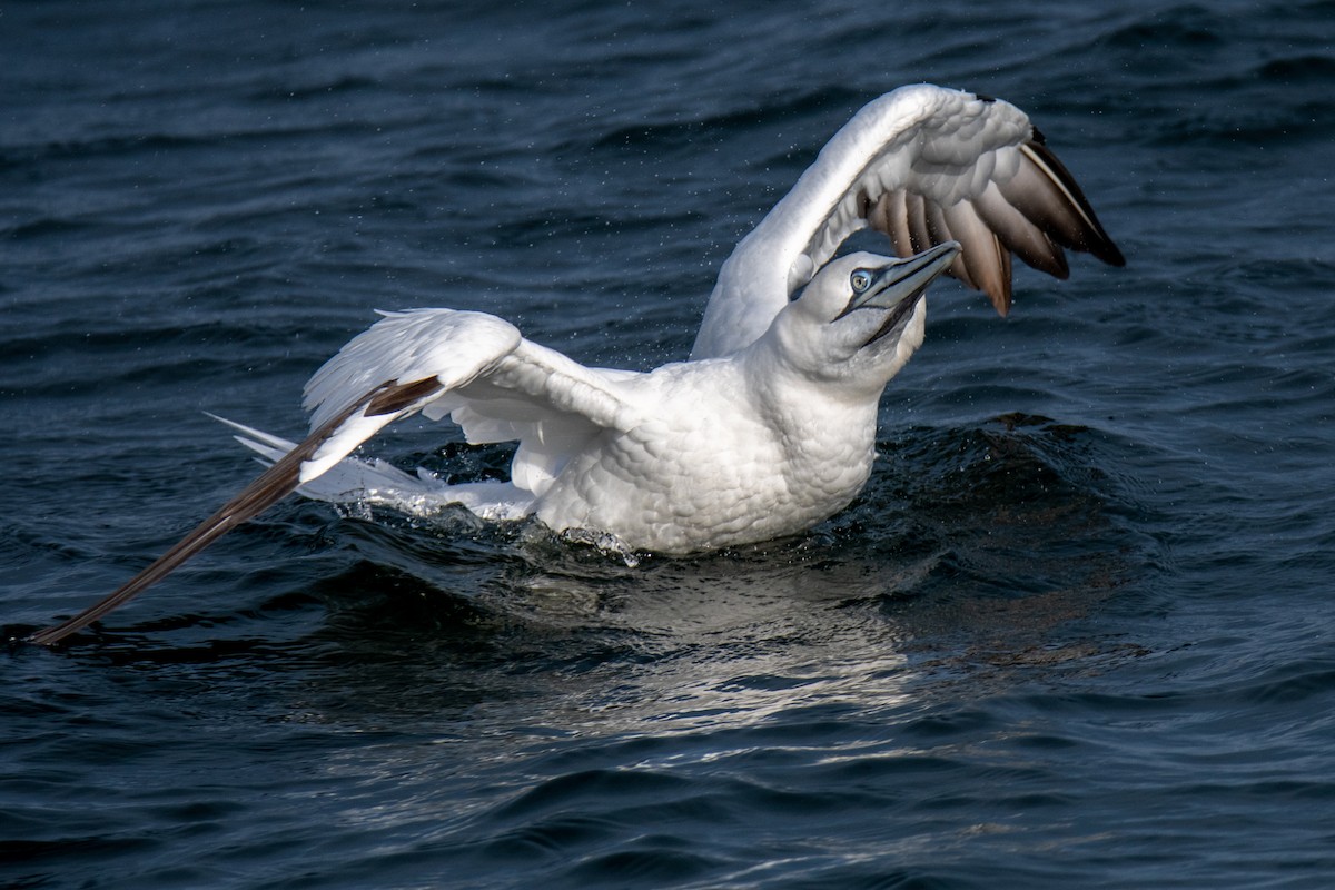 Northern Gannet - ML521002611