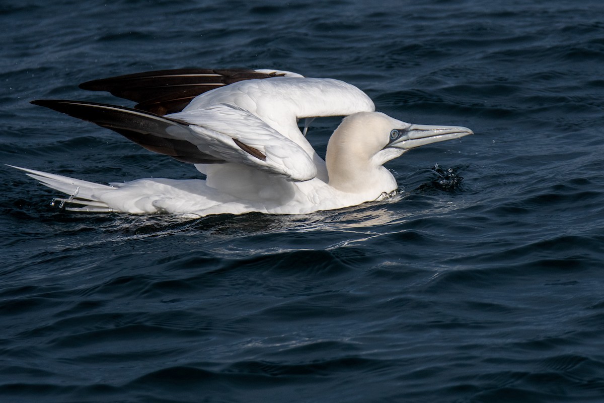 Northern Gannet - ML521002631