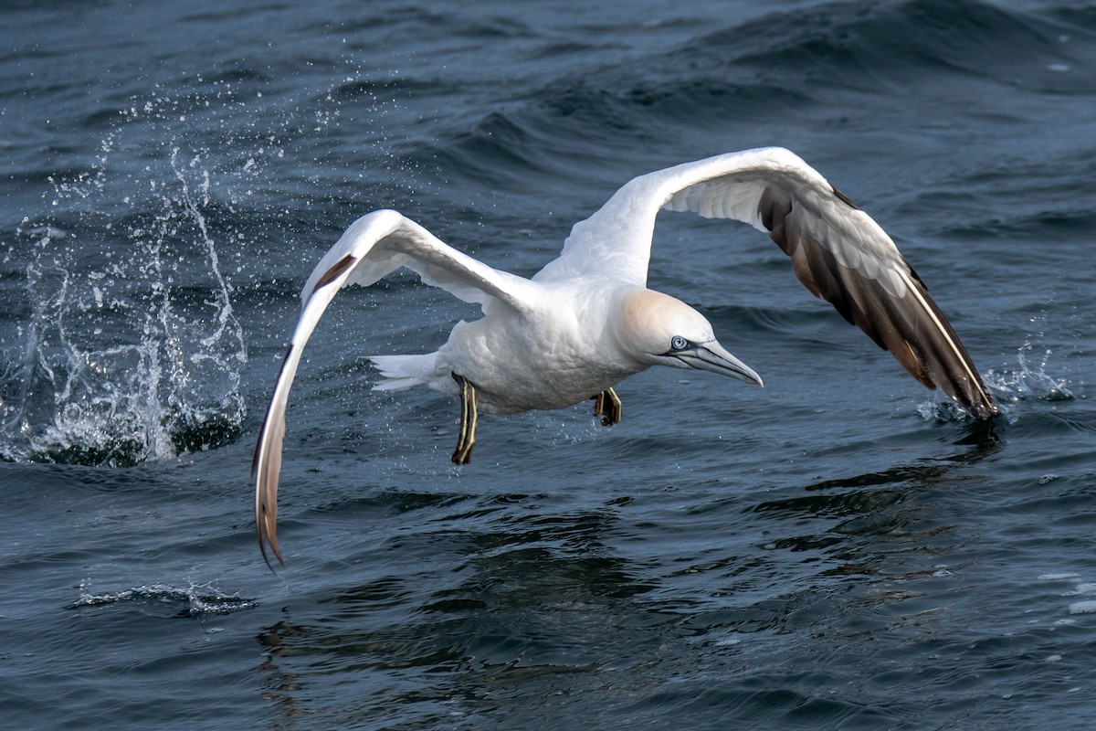 Northern Gannet - ML521002661