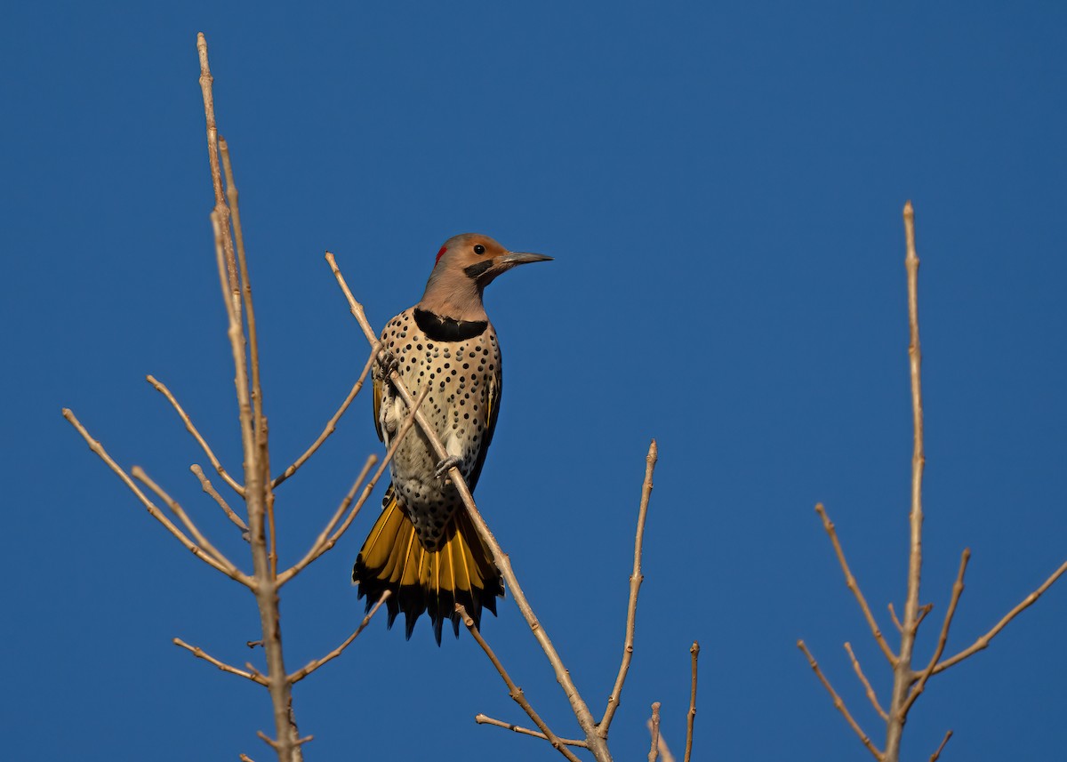 Northern Flicker - Lorrie-David Mathers