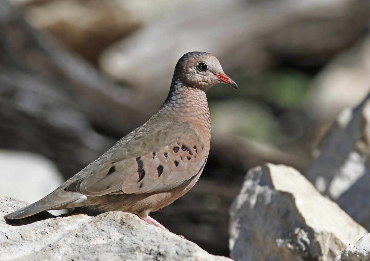 Common Ground Dove - ML521003341
