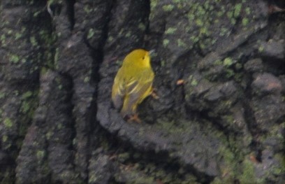 Yellow Warbler - ML521003621