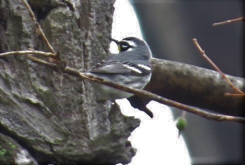Yellow-throated Warbler - "Chia" Cory Chiappone ⚡️