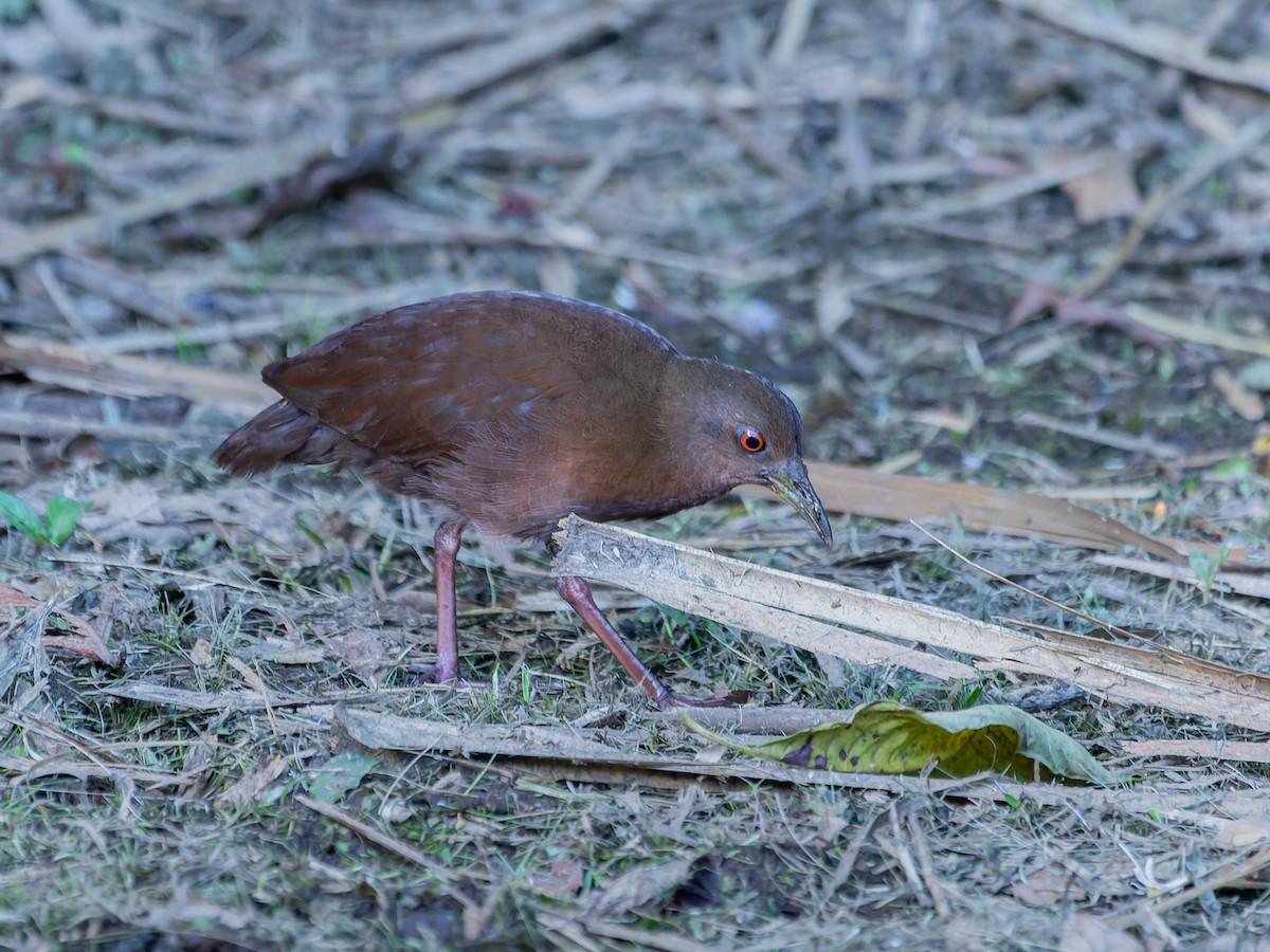 Uniform Crake - Juan Carlos Ramírez Castro