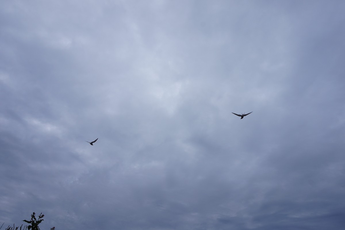 Arctic Tern - ML521005241