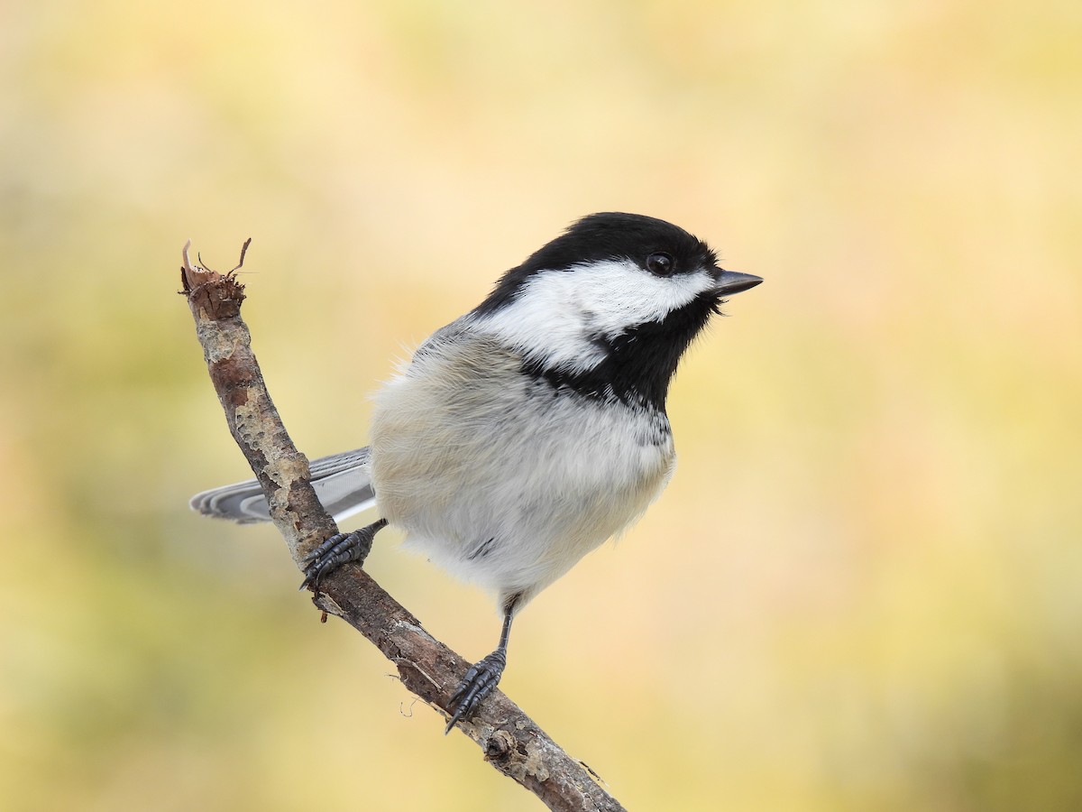 Black-capped Chickadee - ML521005291