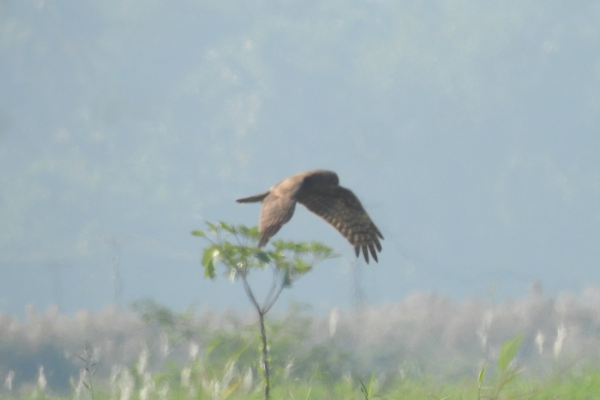 Pied Harrier - ML521005731