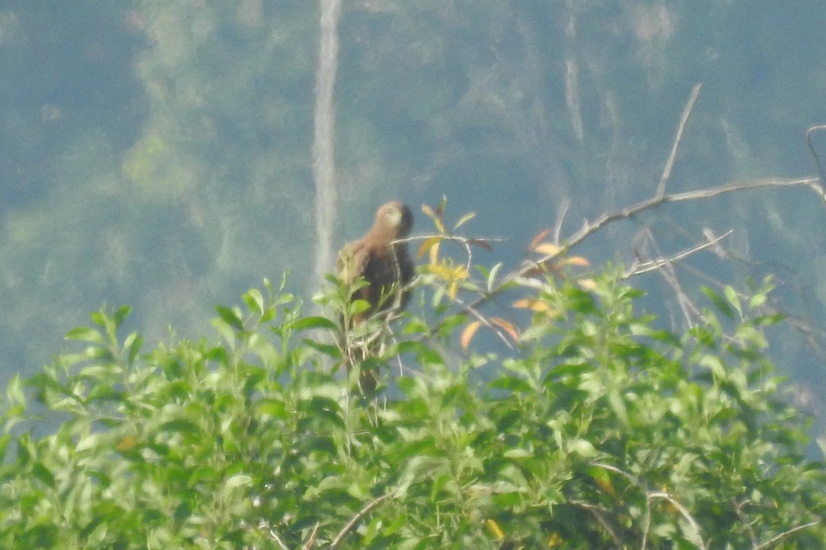 Pied Harrier - ML521005751