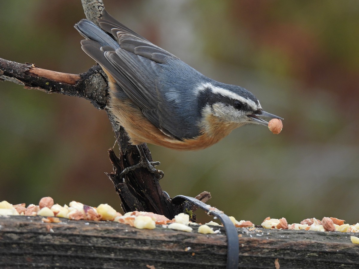 Red-breasted Nuthatch - ML521006121