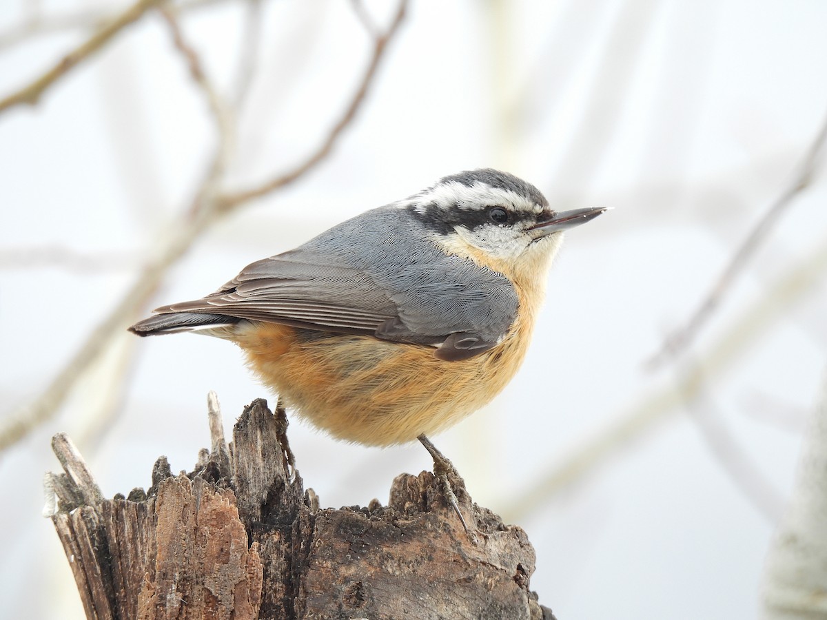 Red-breasted Nuthatch - ML521006171