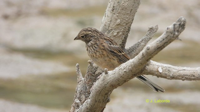 Rock Bunting - ML521006301