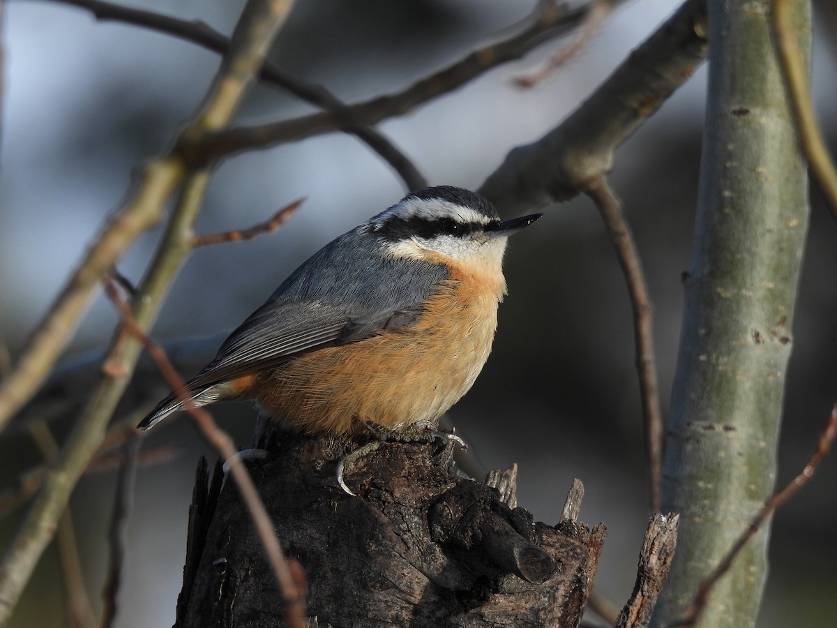 Red-breasted Nuthatch - ML521006471