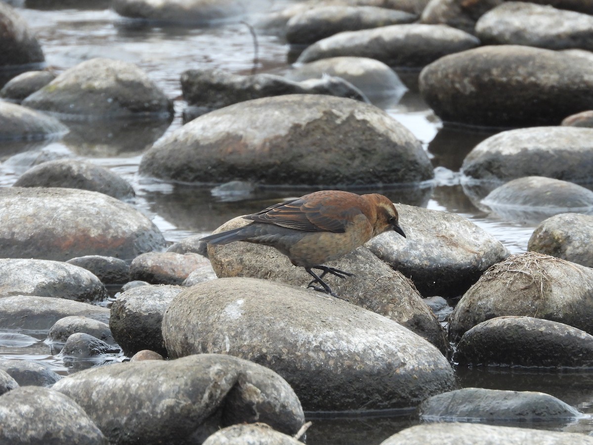 Rusty Blackbird - ML521006681