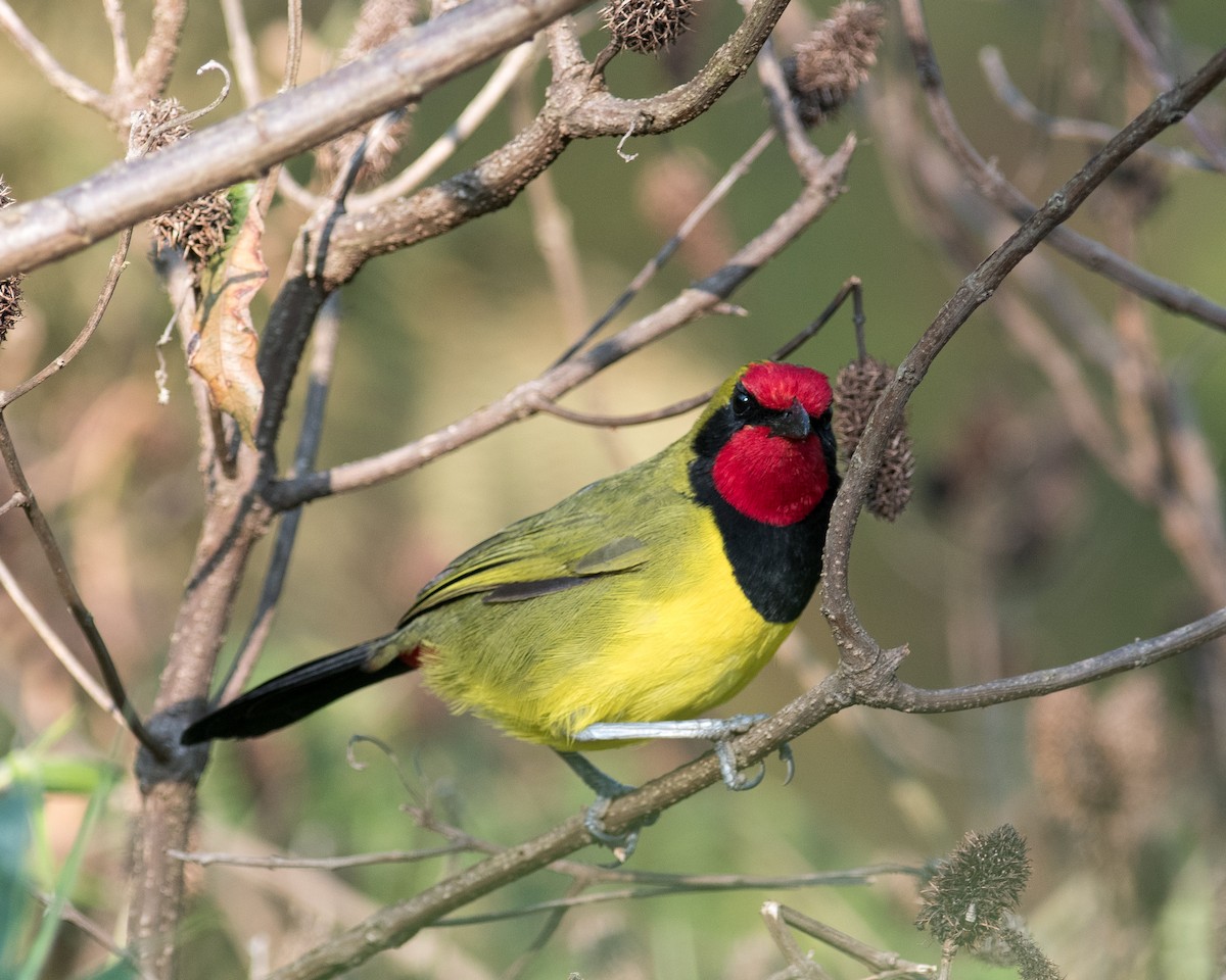 Gonolek de Doherty - ML521008311