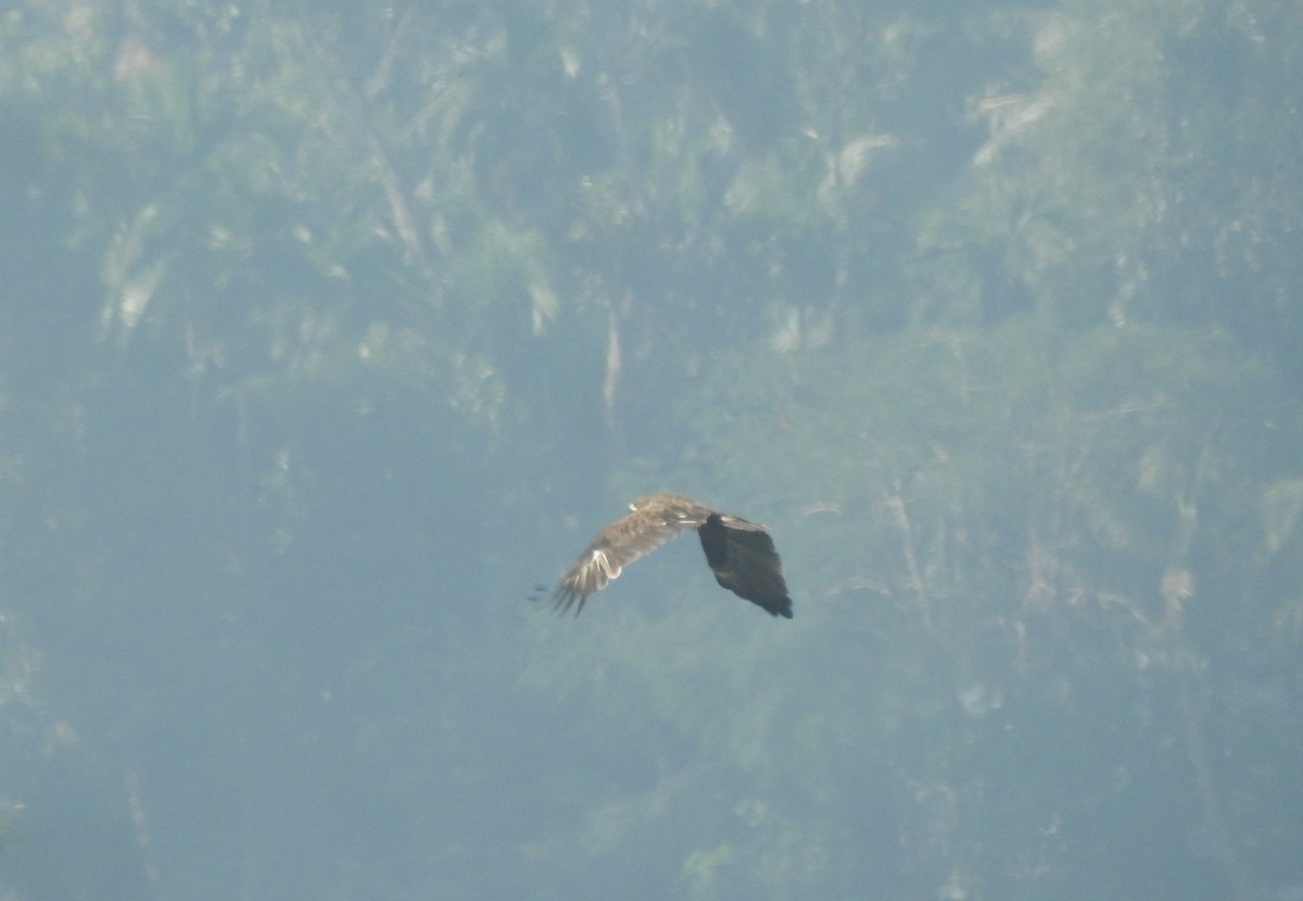 Águila Moteada - ML521008441