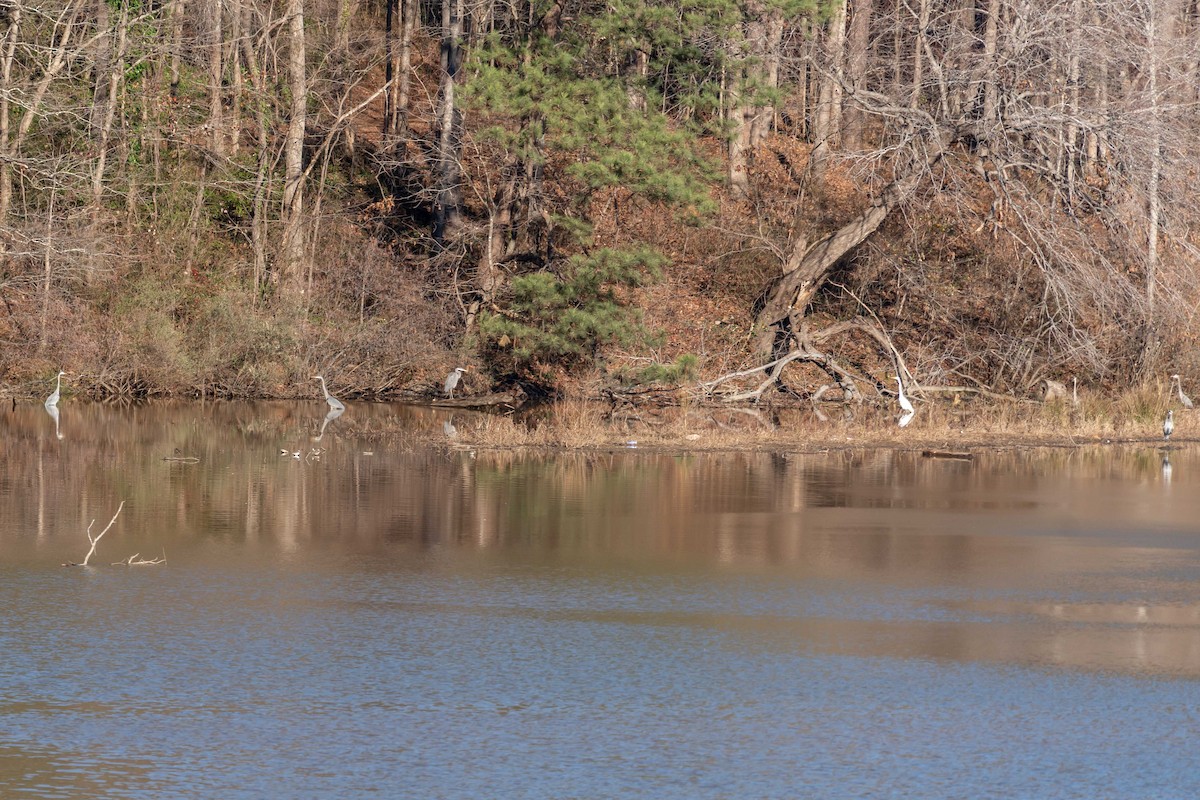 Great Blue Heron - ML521010171
