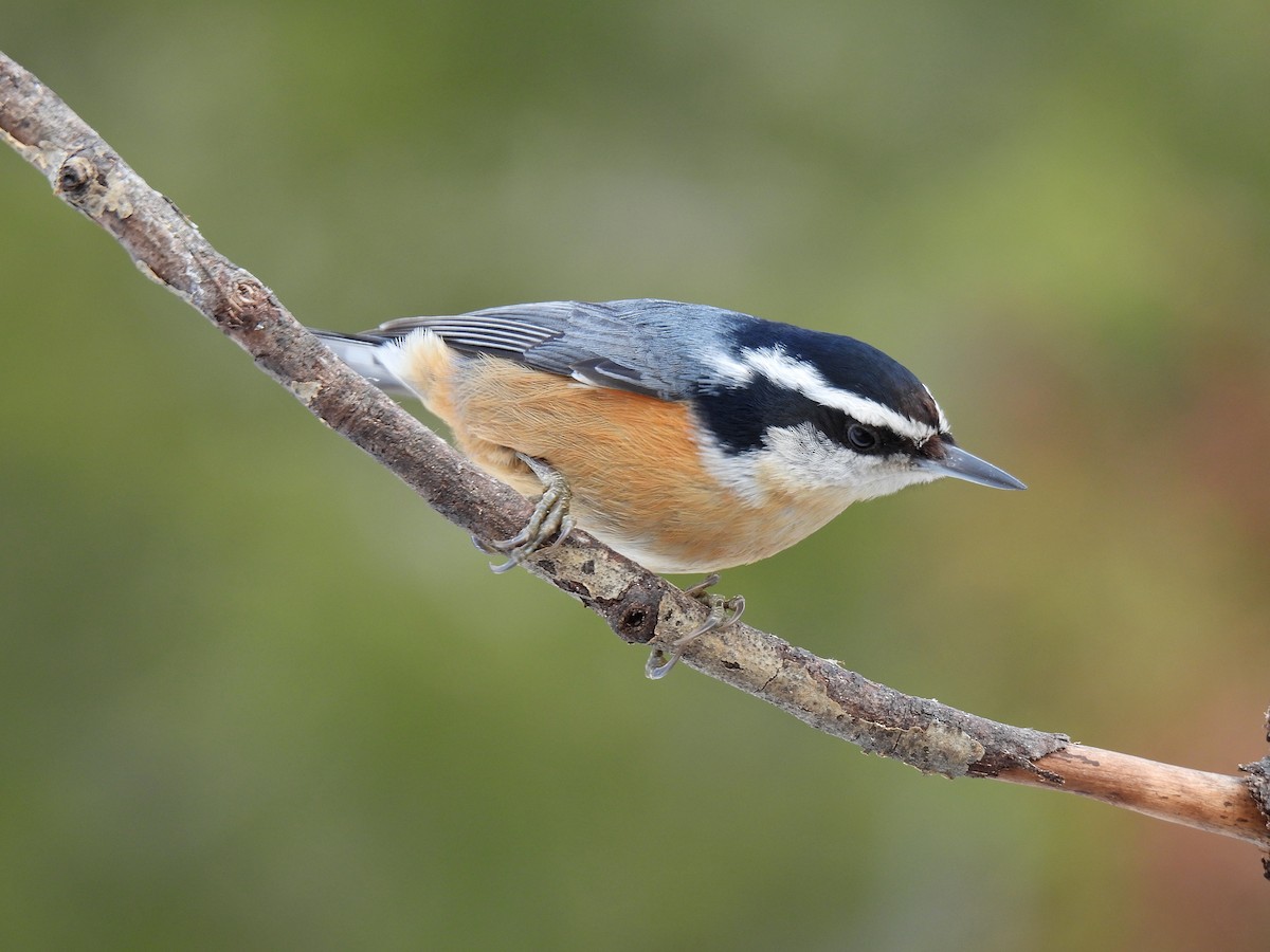 Red-breasted Nuthatch - ML521010211
