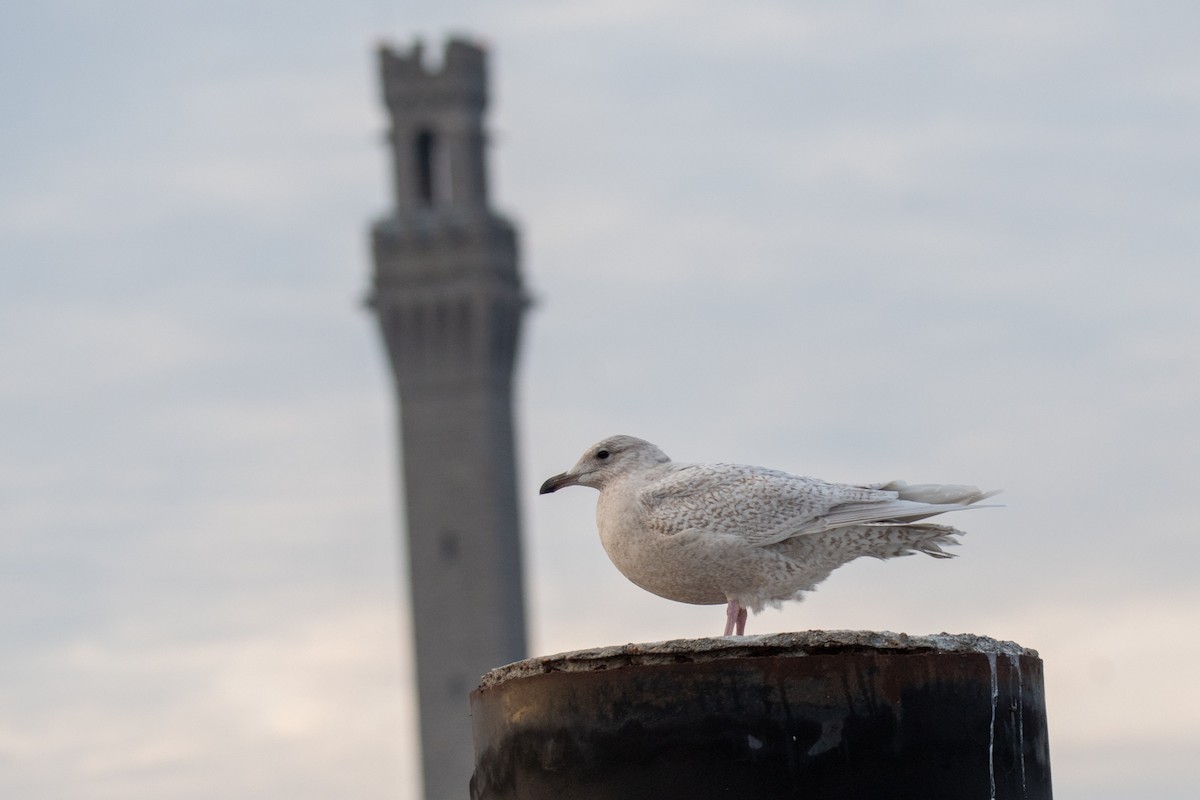 Iceland Gull - ML521011471