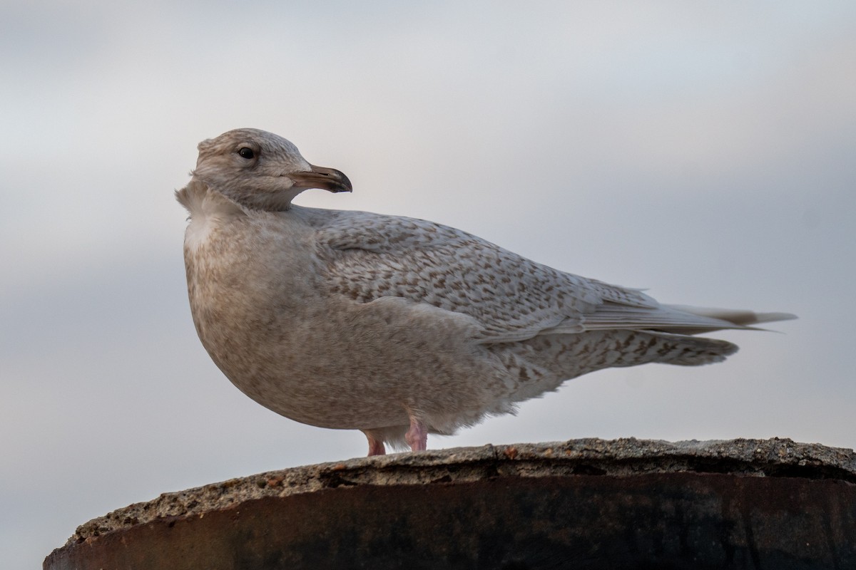 Iceland Gull - ML521011571