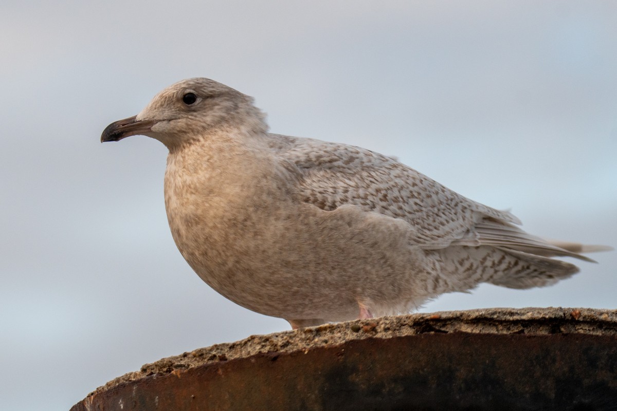 Iceland Gull - ML521011601