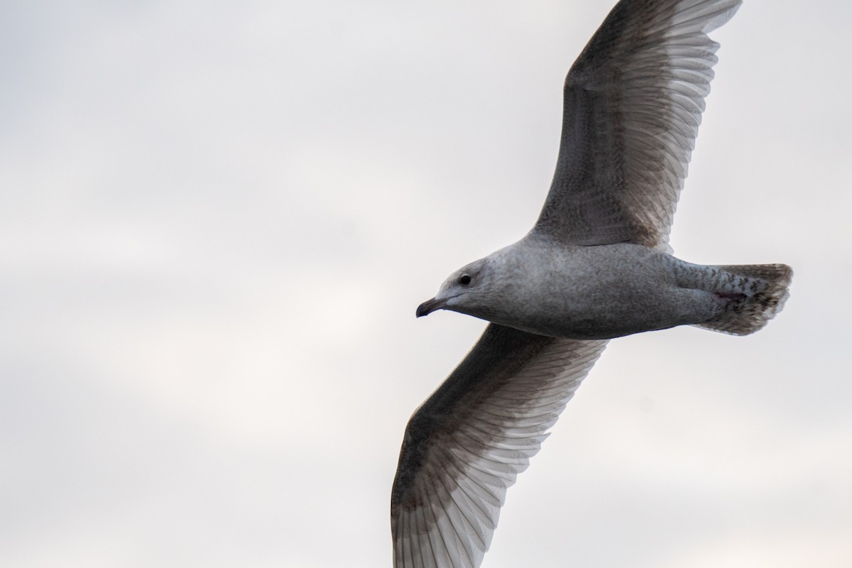 Iceland Gull - ML521011681