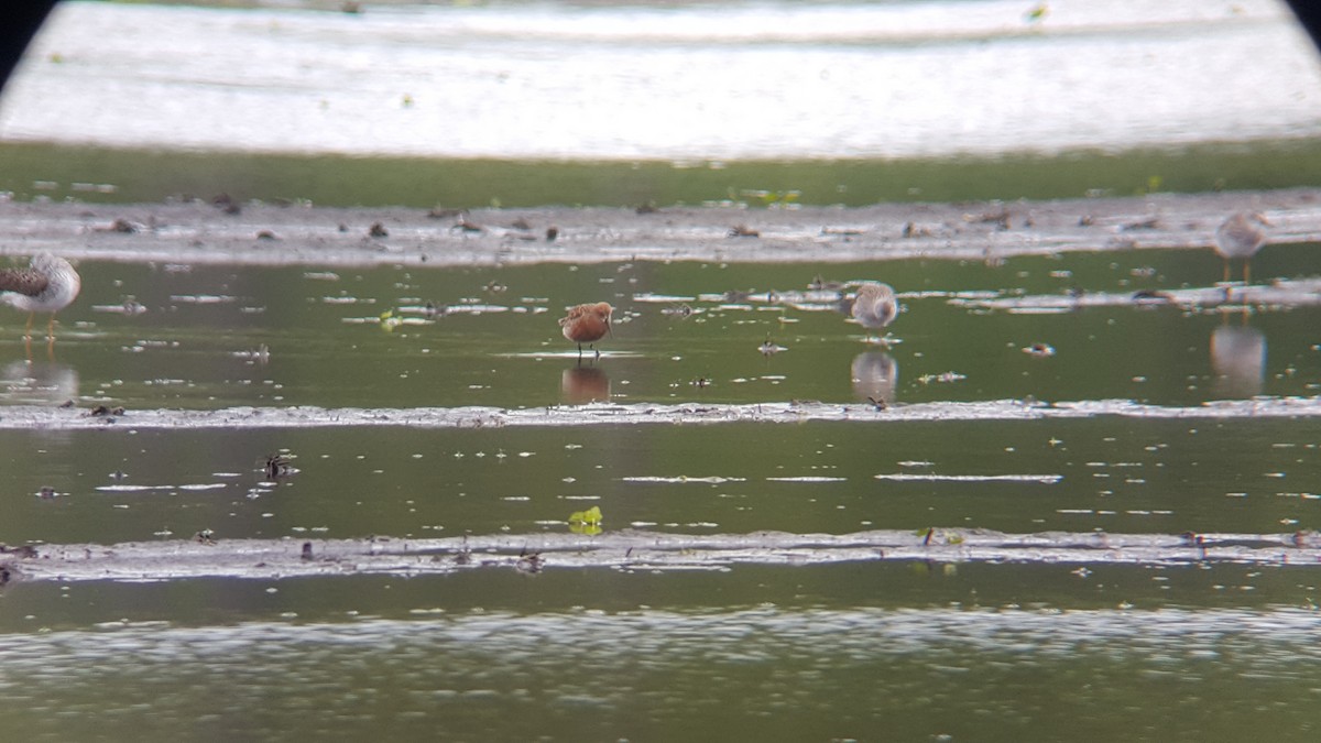 Curlew Sandpiper - Scott Kiser