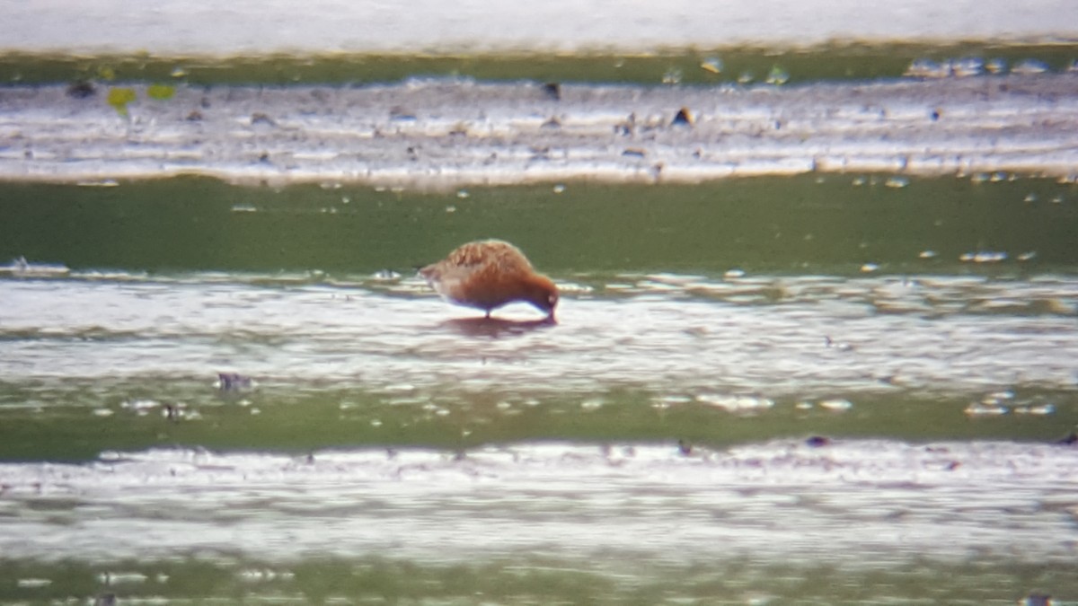 Curlew Sandpiper - Scott Kiser