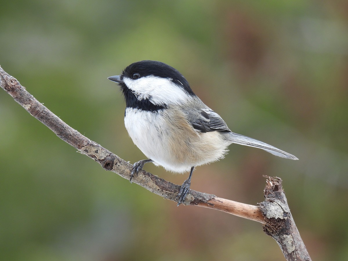 Black-capped Chickadee - ML521011871