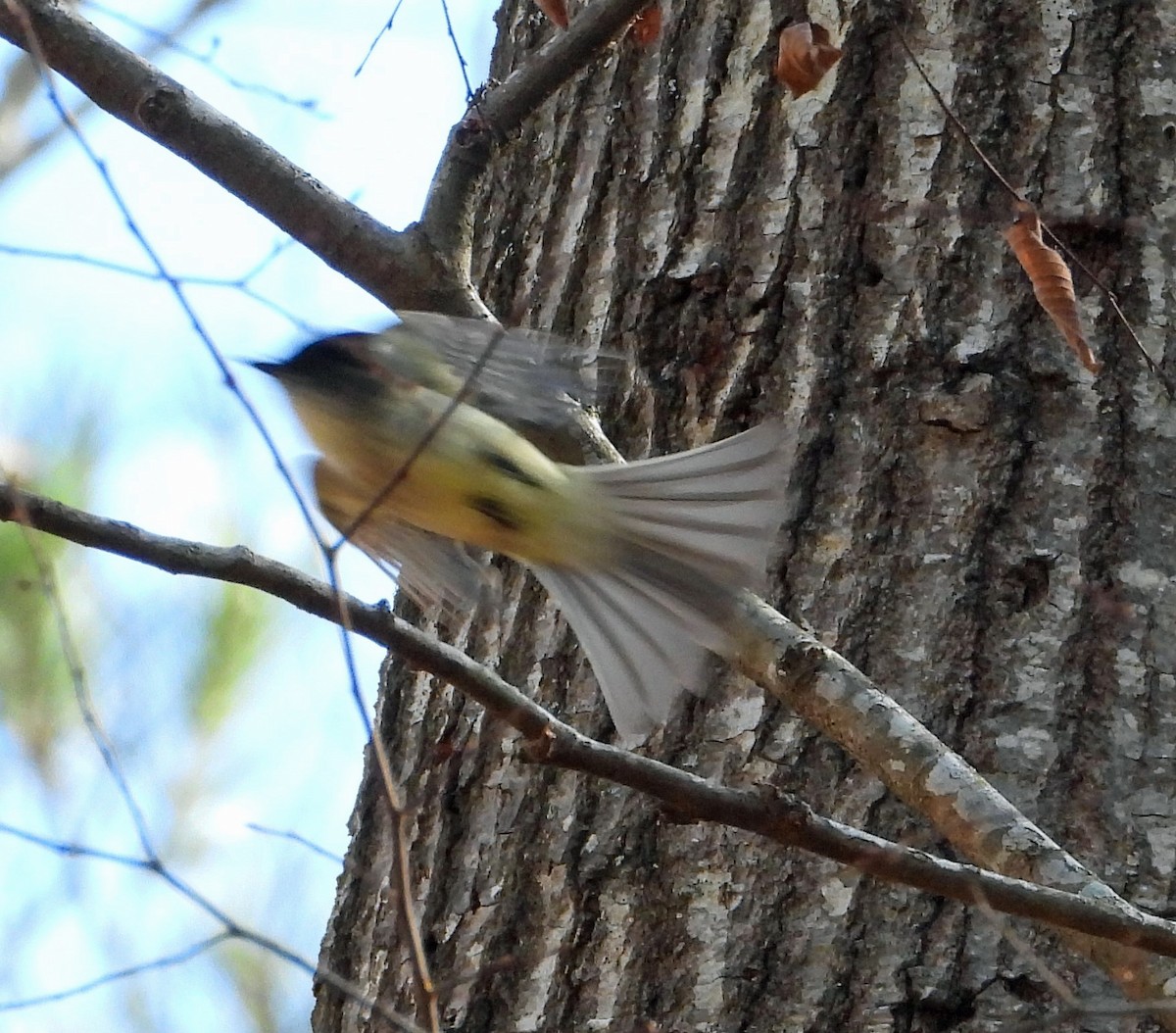 Eastern Phoebe - ML521012041