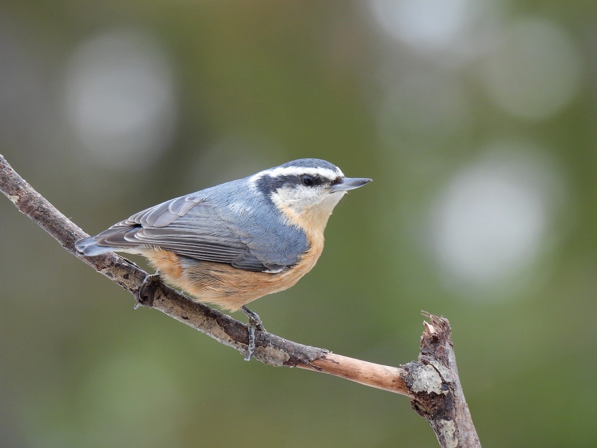 Red-breasted Nuthatch - ML521012111