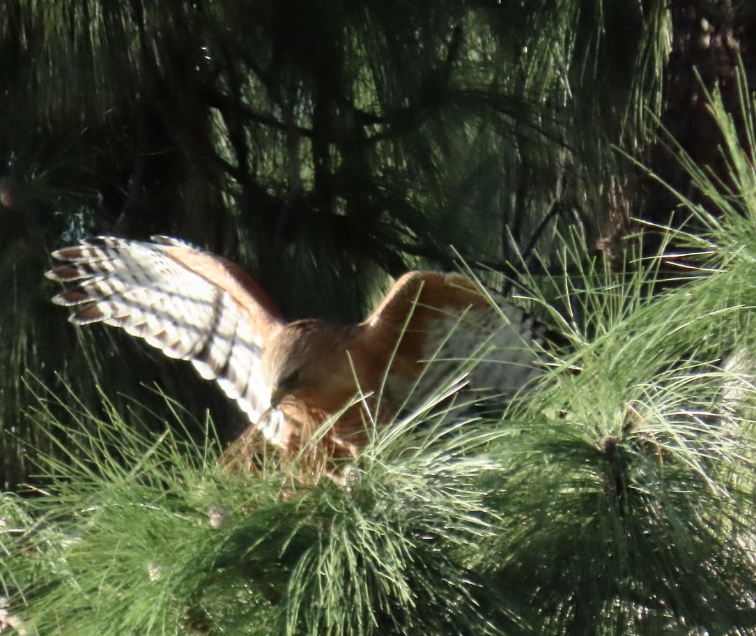 Red-shouldered Hawk - ML521012161